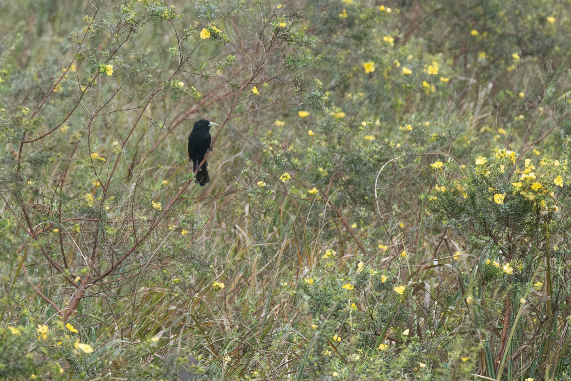 Foto Boyero Negro