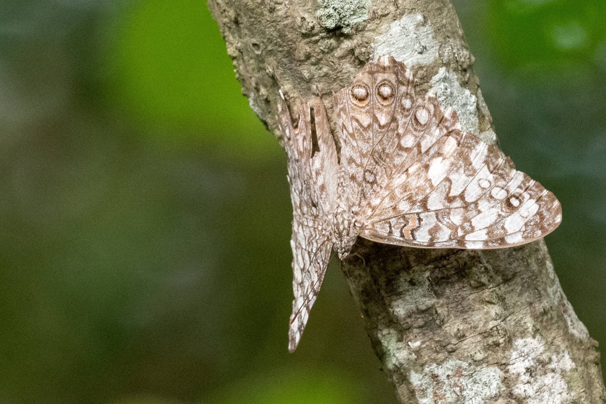 Hamadryas&nbsp;februa