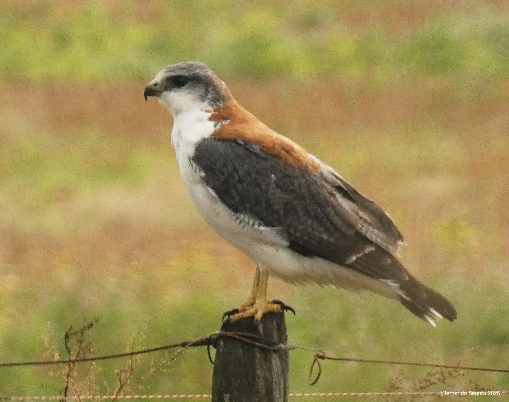 Foto Aguilucho Común