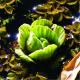 Pistia stratiotes