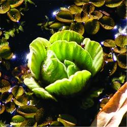 Foto Repollo De Agua
