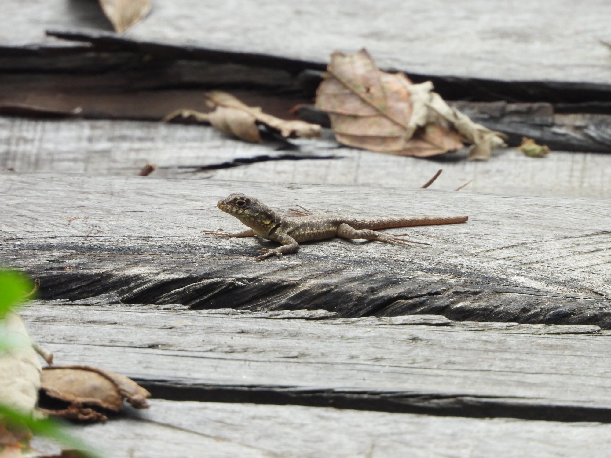 Photo Lagarto Trepador