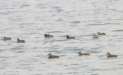 Foto Pato Cabeza Negra