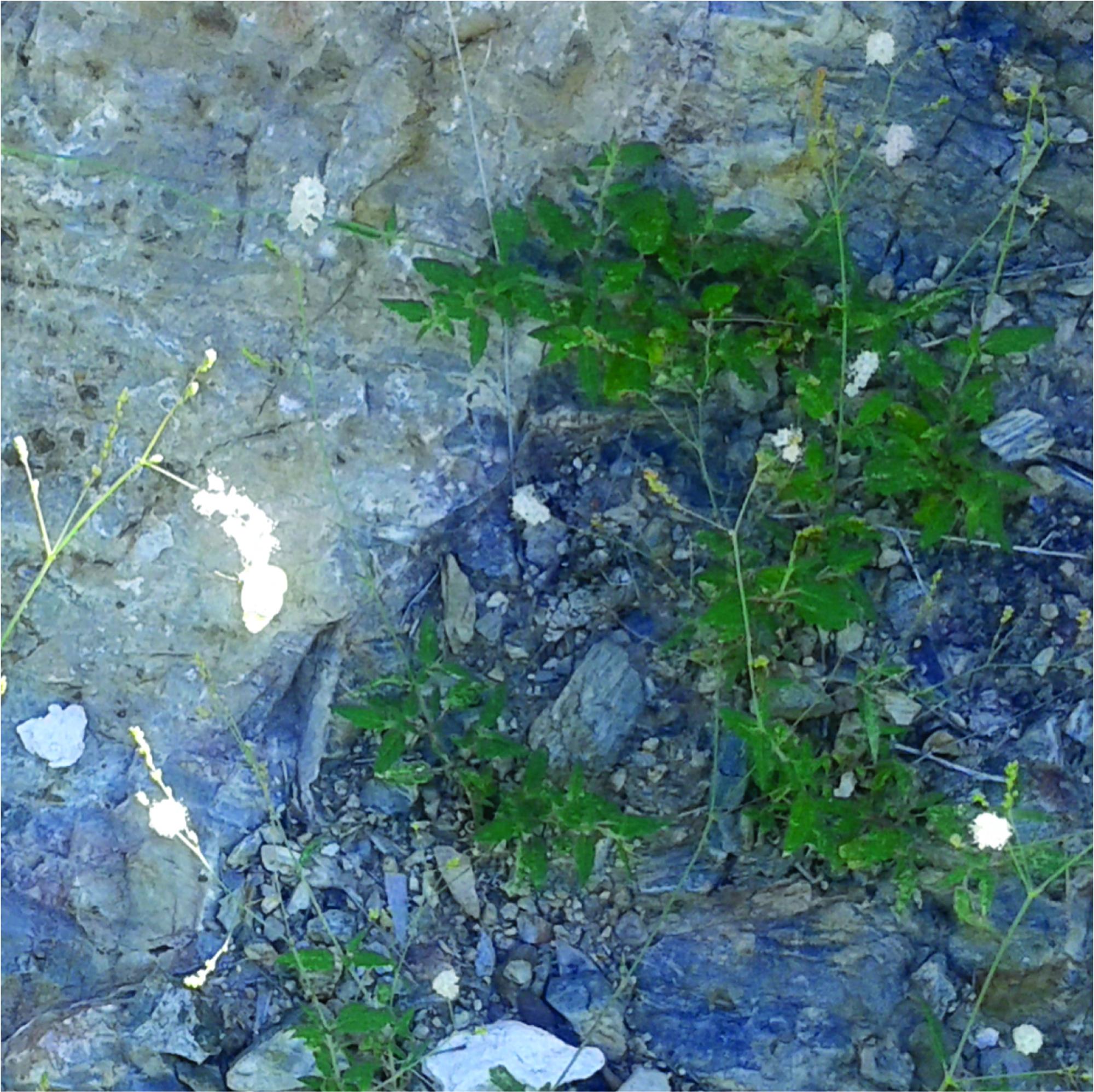 Boerhavia&nbsp;wrightii