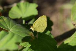 Foto Limoncito Dos Puntos