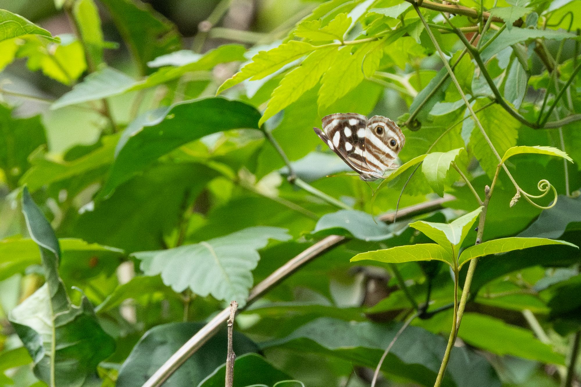 Dynamine&nbsp;postverta