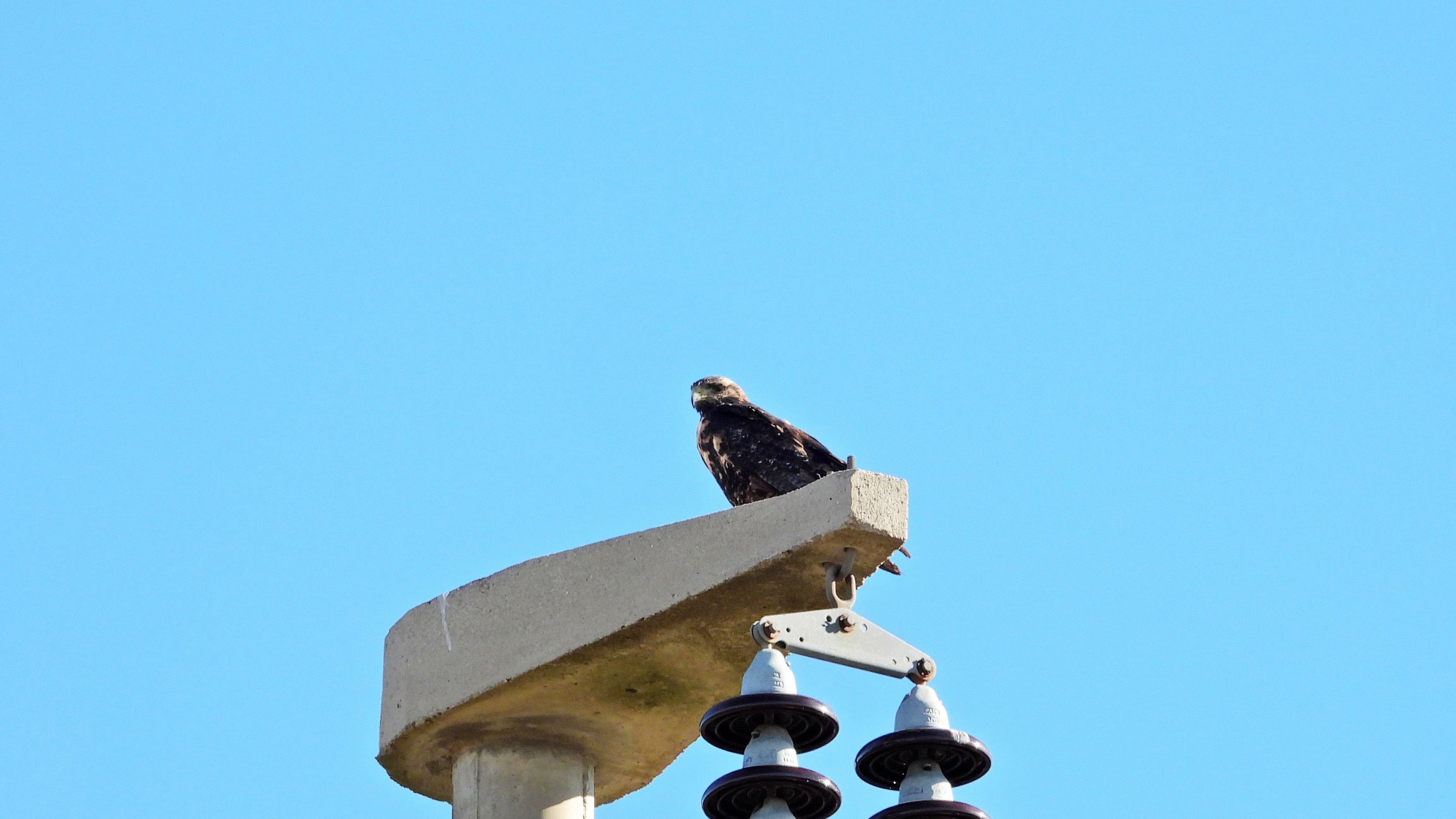 Photo Águila Mora