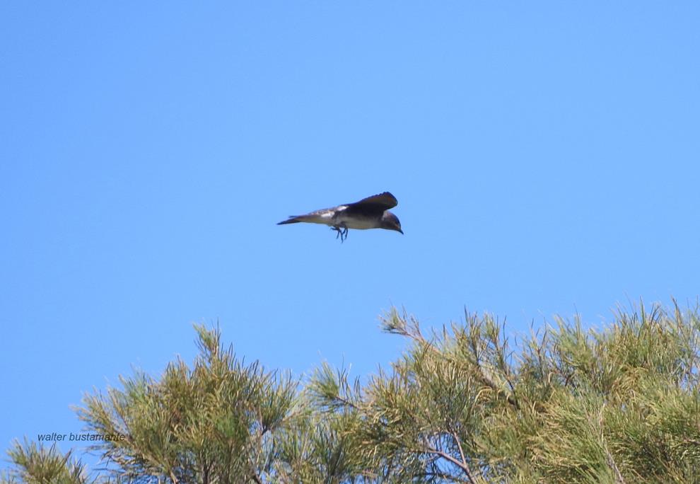 Photo Golondrina Doméstica