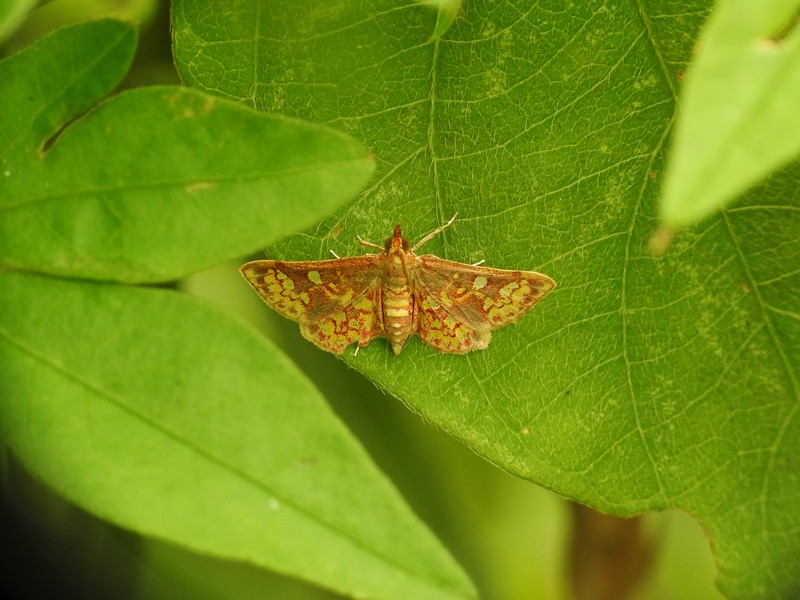 Glyphodes&nbsp;dinichealis