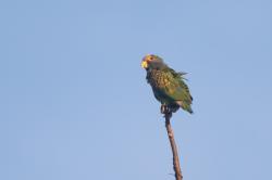 Photo Loro Coroniblanco