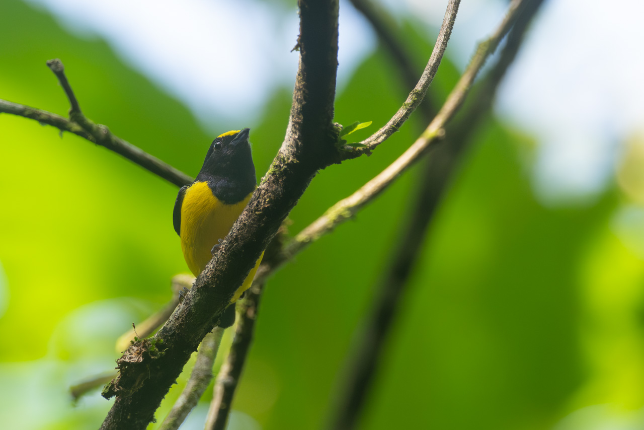 Photo Euphonia Coronipinta