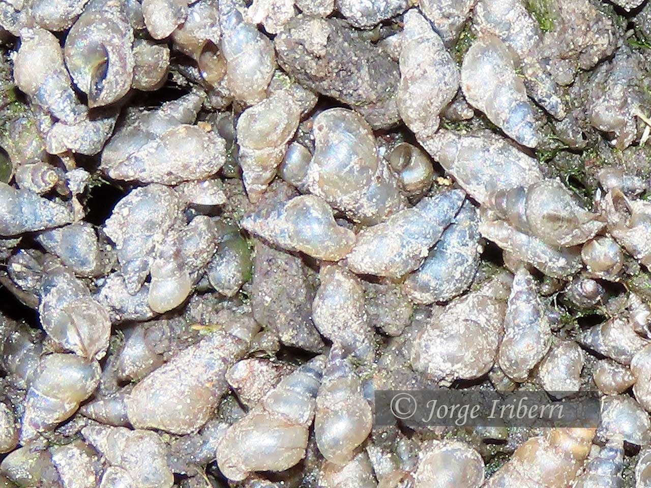 Heleobia&nbsp;parchappii