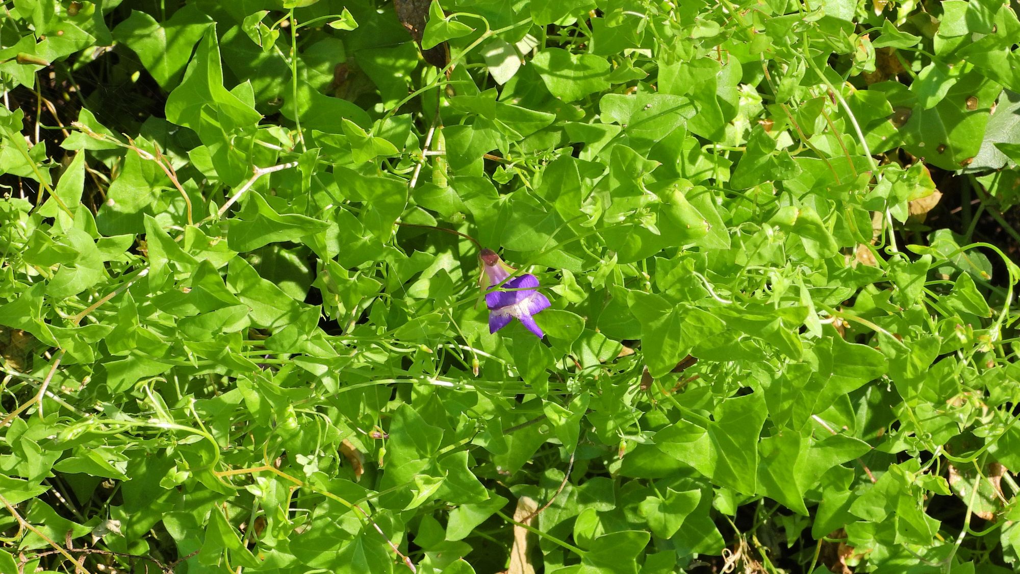 Maurandella&nbsp;antirrhiniflora