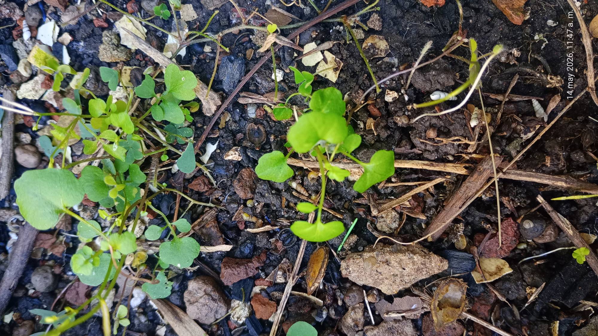Cardamine&nbsp;bonariensis