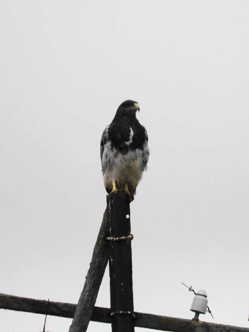 Foto Águila Mora
