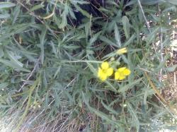 Foto Flor Amarillo