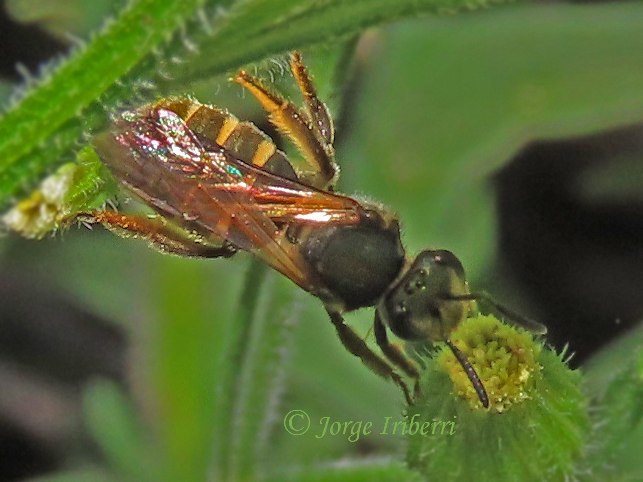 Oragapostemon&nbsp;divaricatus