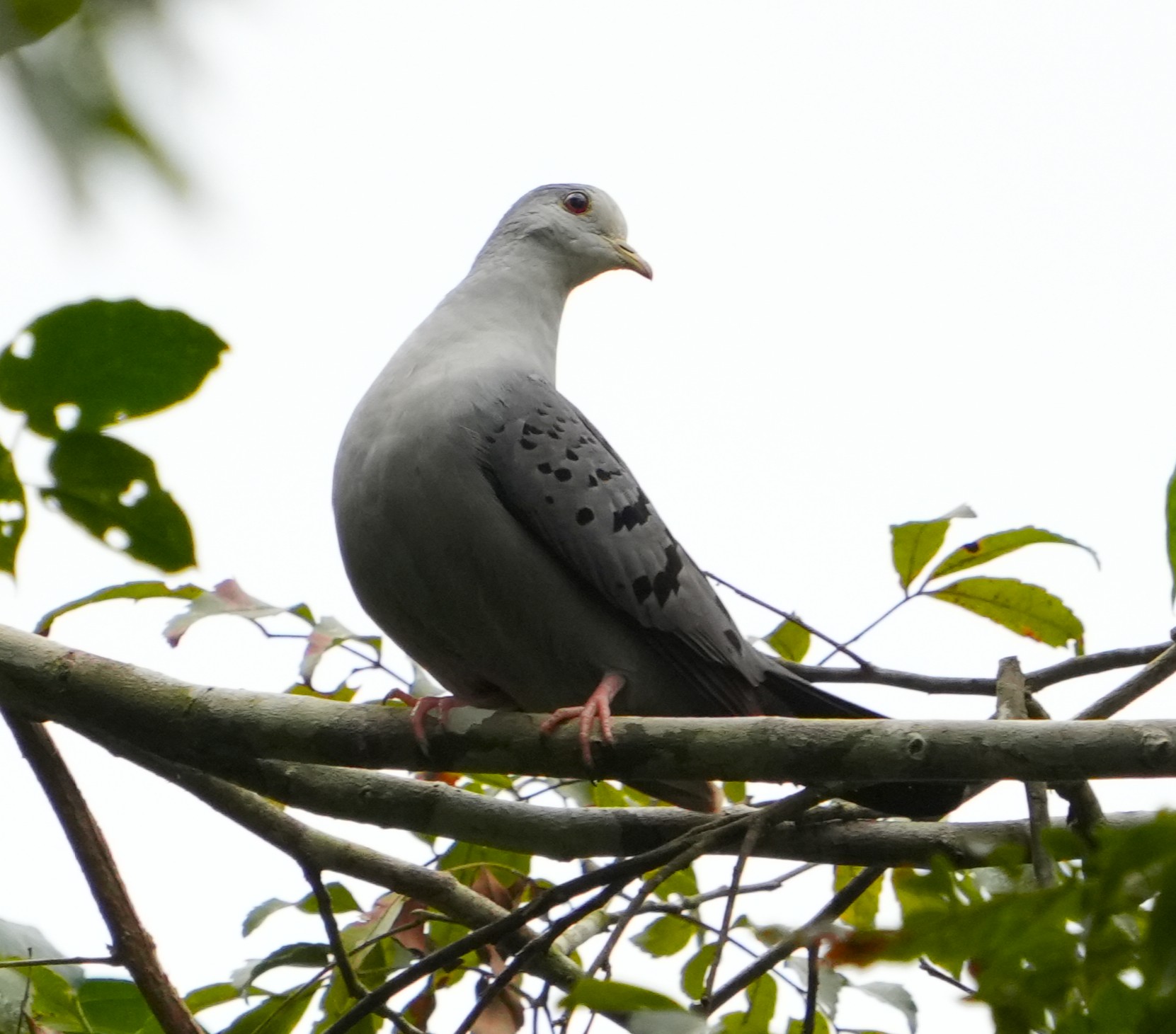 Foto Palomita Azulada