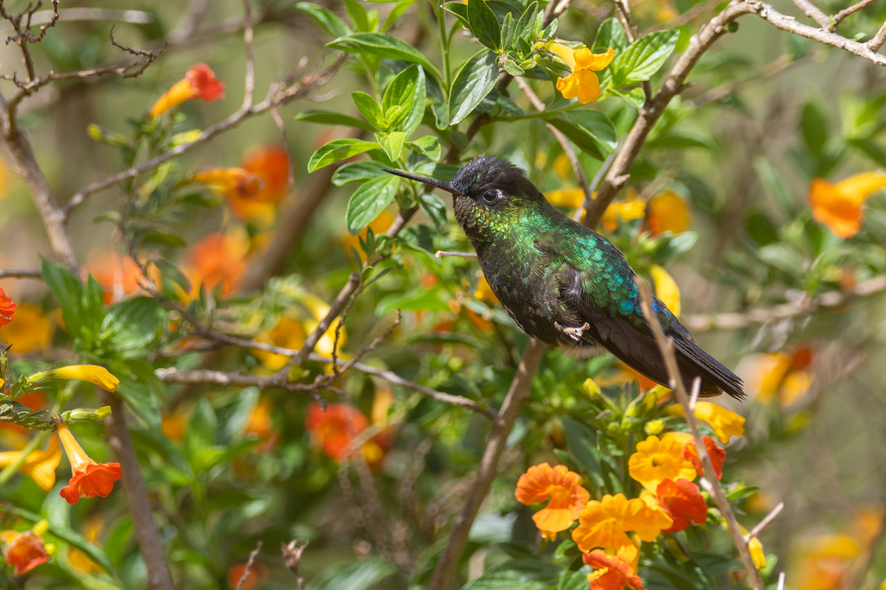 Foto Colibrí Garganta de Fuego