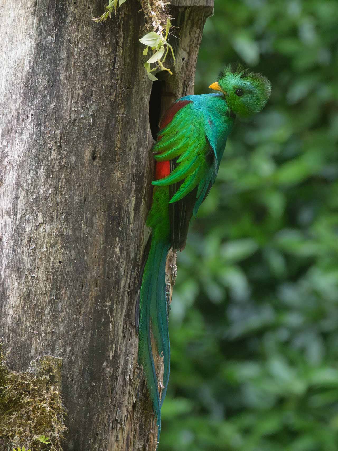 Photo Quetzal Mesoamericano