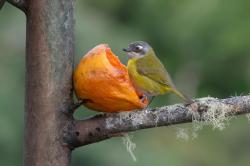Foto Frutero Yungueño
