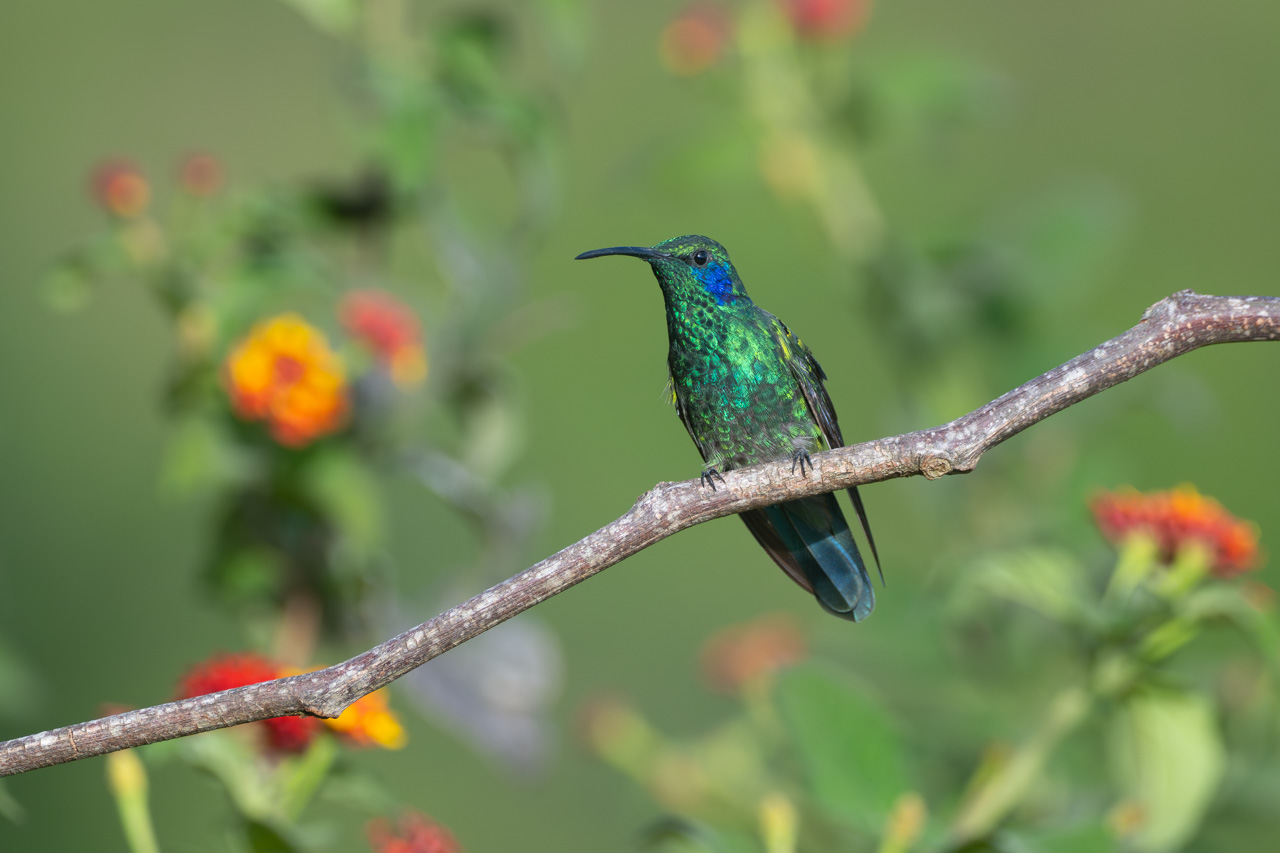 Colibri&nbsp;cyanotus
