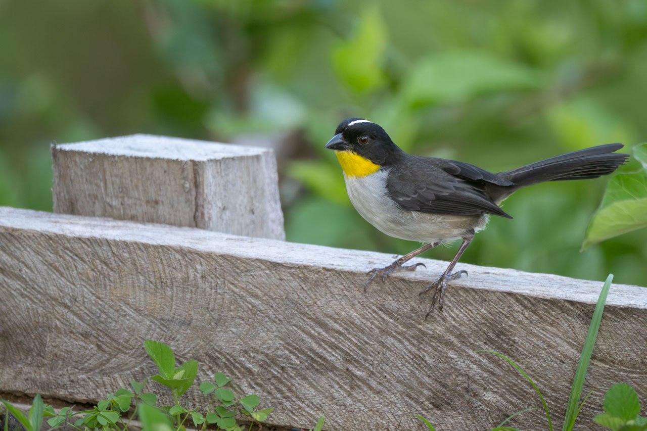 Atlapetes&nbsp;albinucha