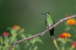 Foto Brillante Coroniverde