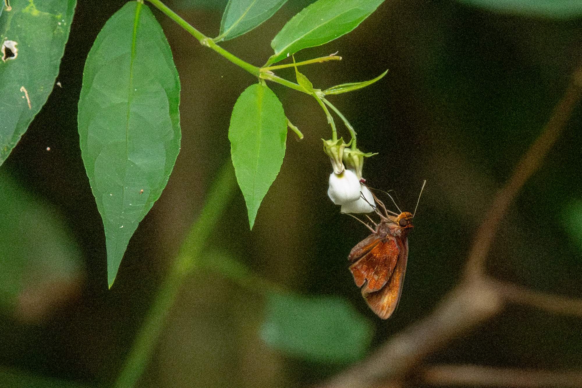 Foto Saltarín Bermejo