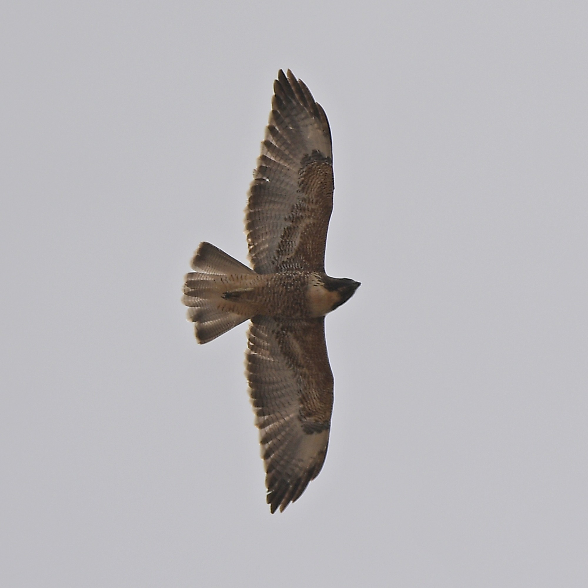 Foto Aguilucho Común