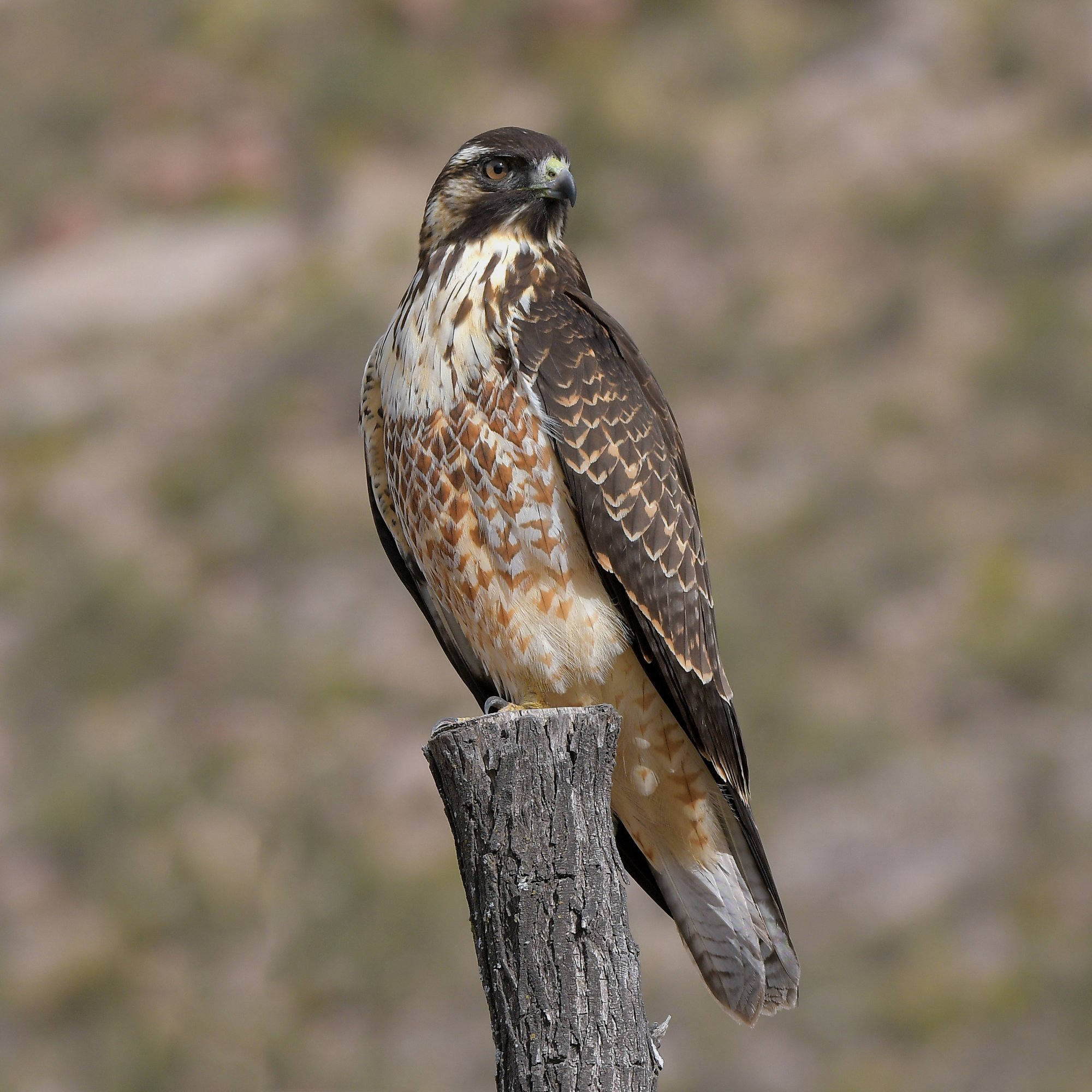 Foto Aguilucho Común