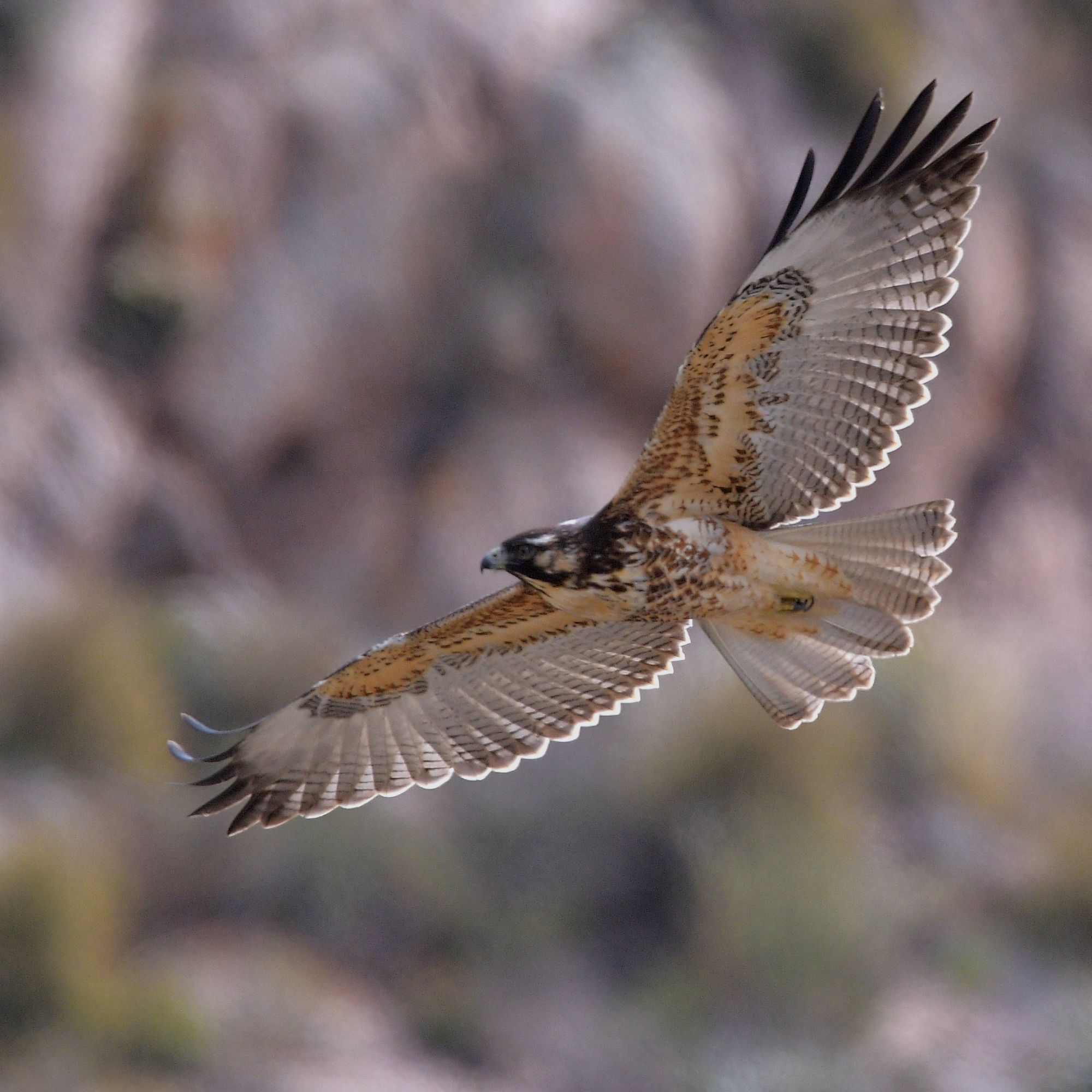 Foto Aguilucho Común