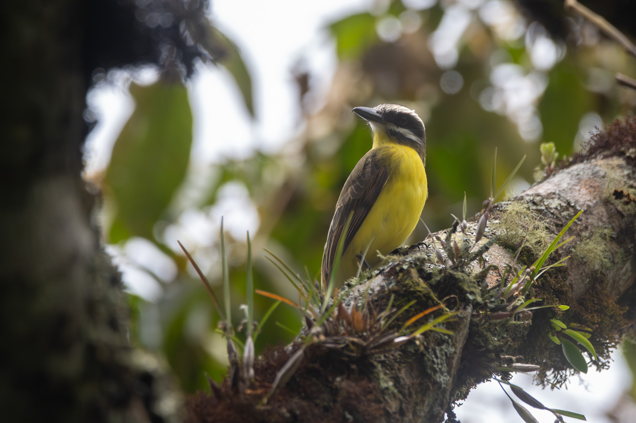 Photo Benteveo Vientridorado