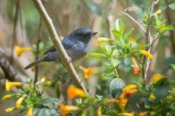 Photo Pinchaflor Plomizo