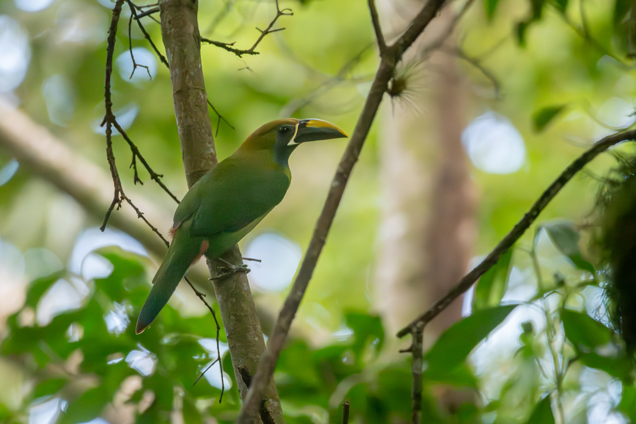 Photo Tucancillo Verde