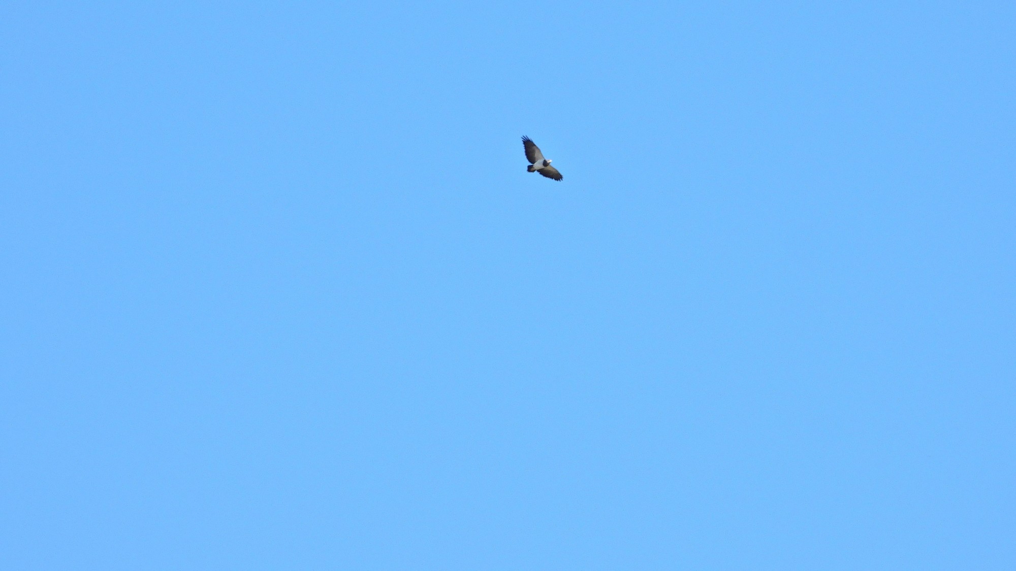 Foto Águila Mora