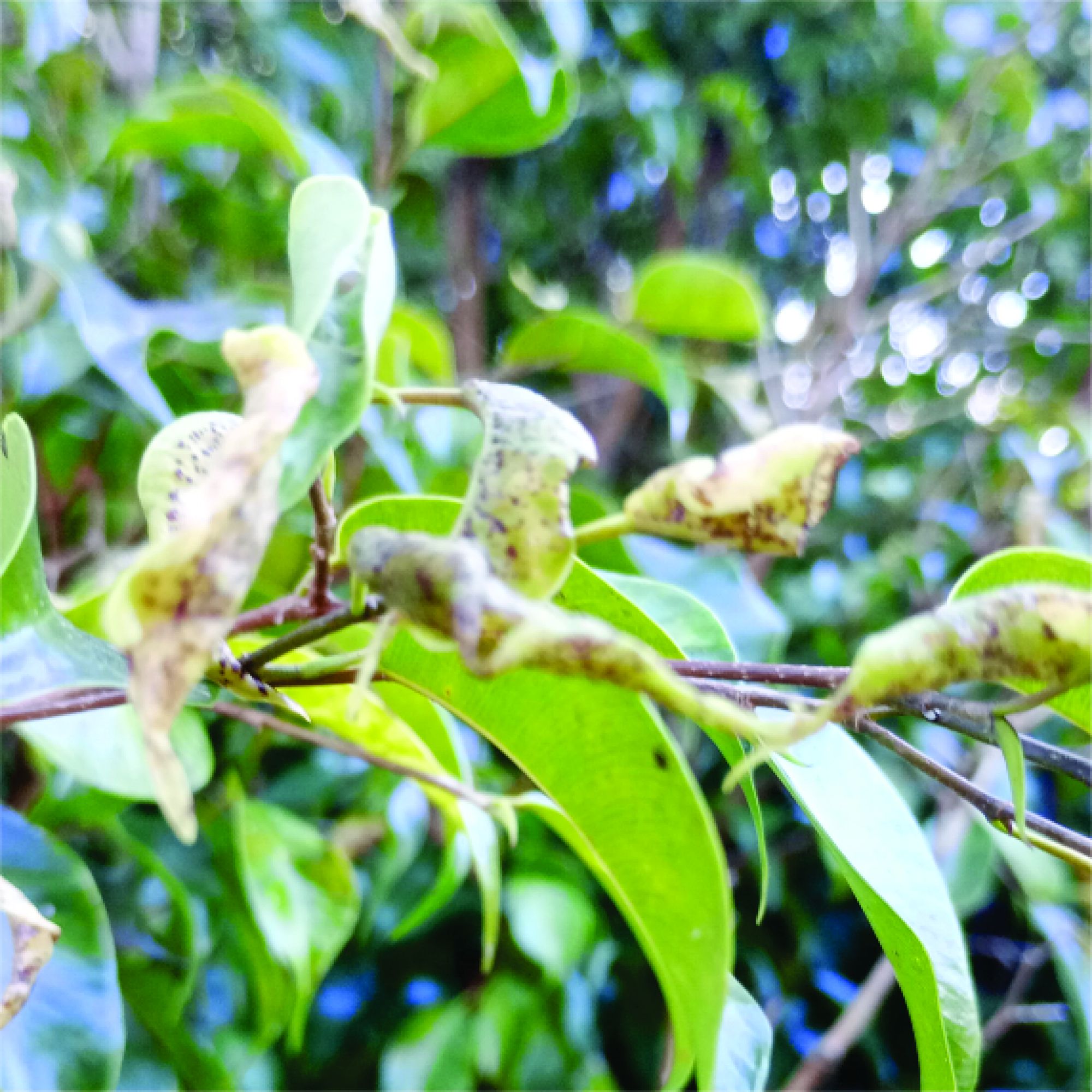 Photo Piojito Del Ficus