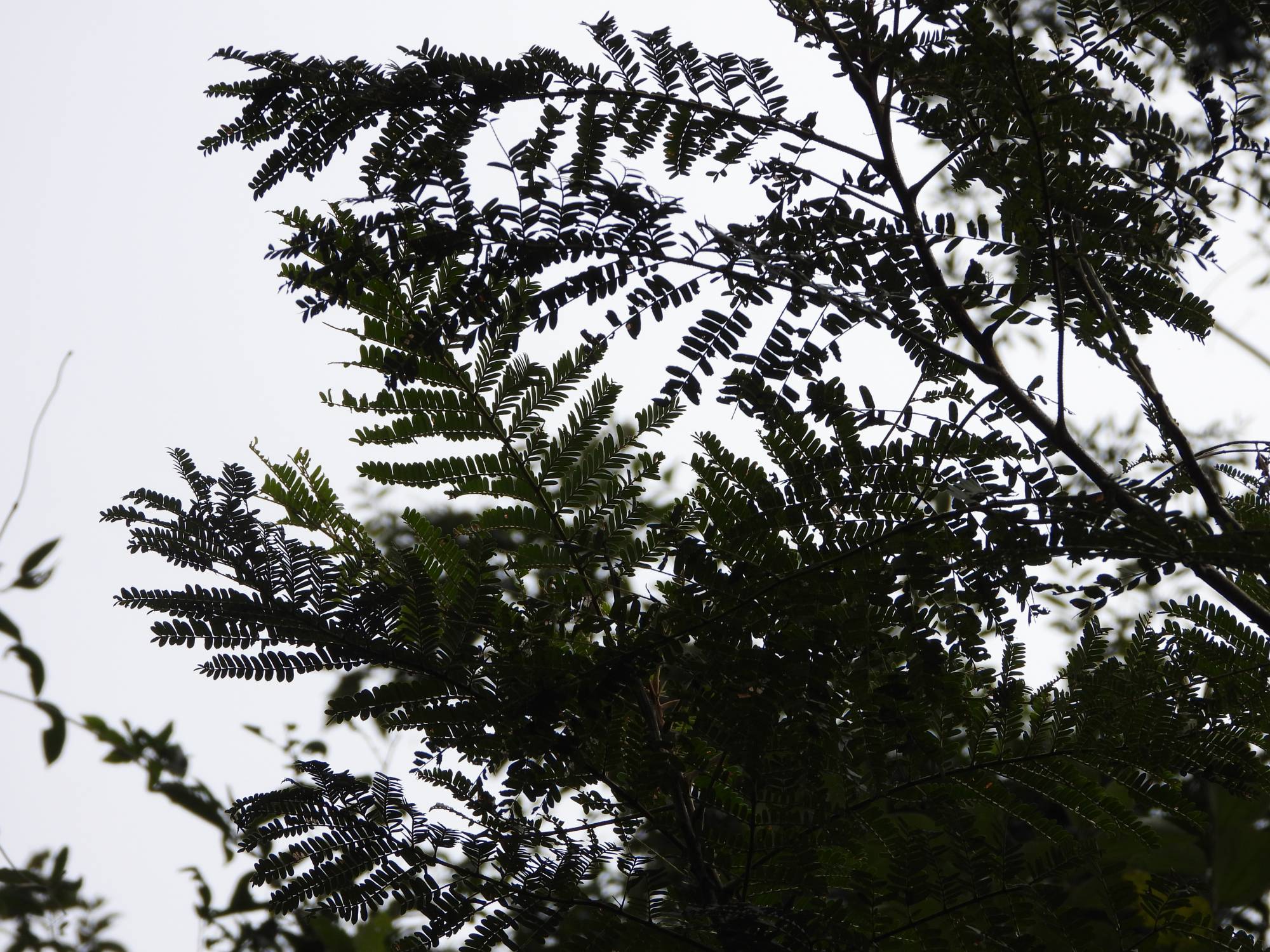 Photo Ibirá Pitá