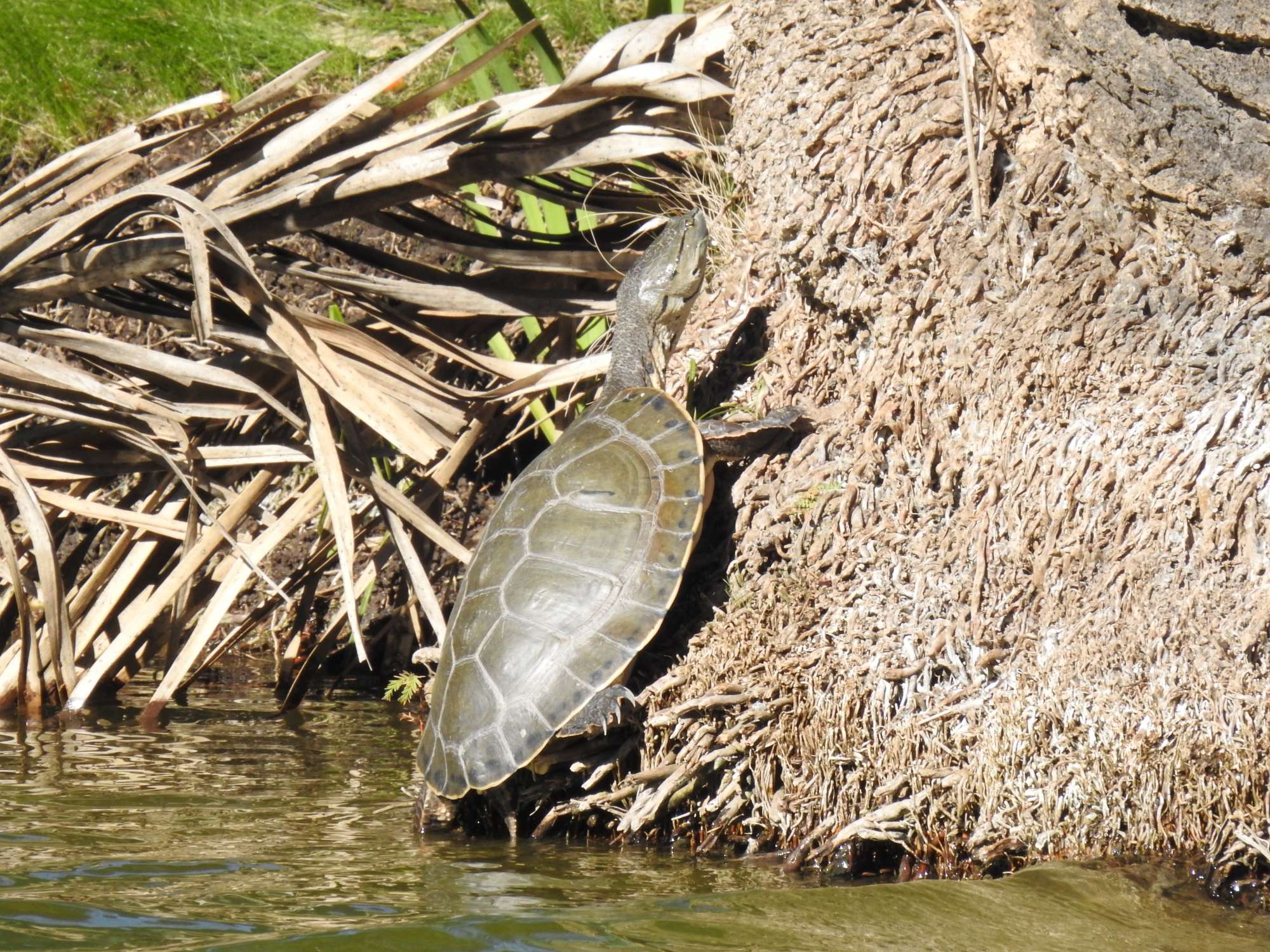 Foto Tortuga de Laguna