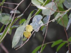 Foto Limoncito Dos Puntos Grande