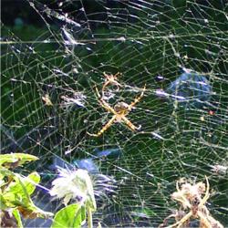 Foto Araña Plateada De Jardín