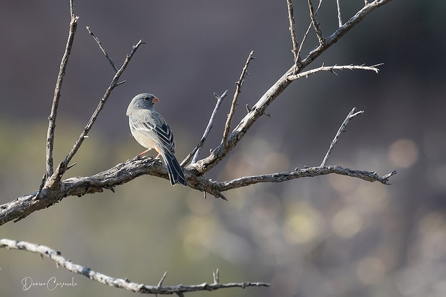  (Catamenia inornata)