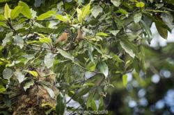 Foto Anambé Castaño