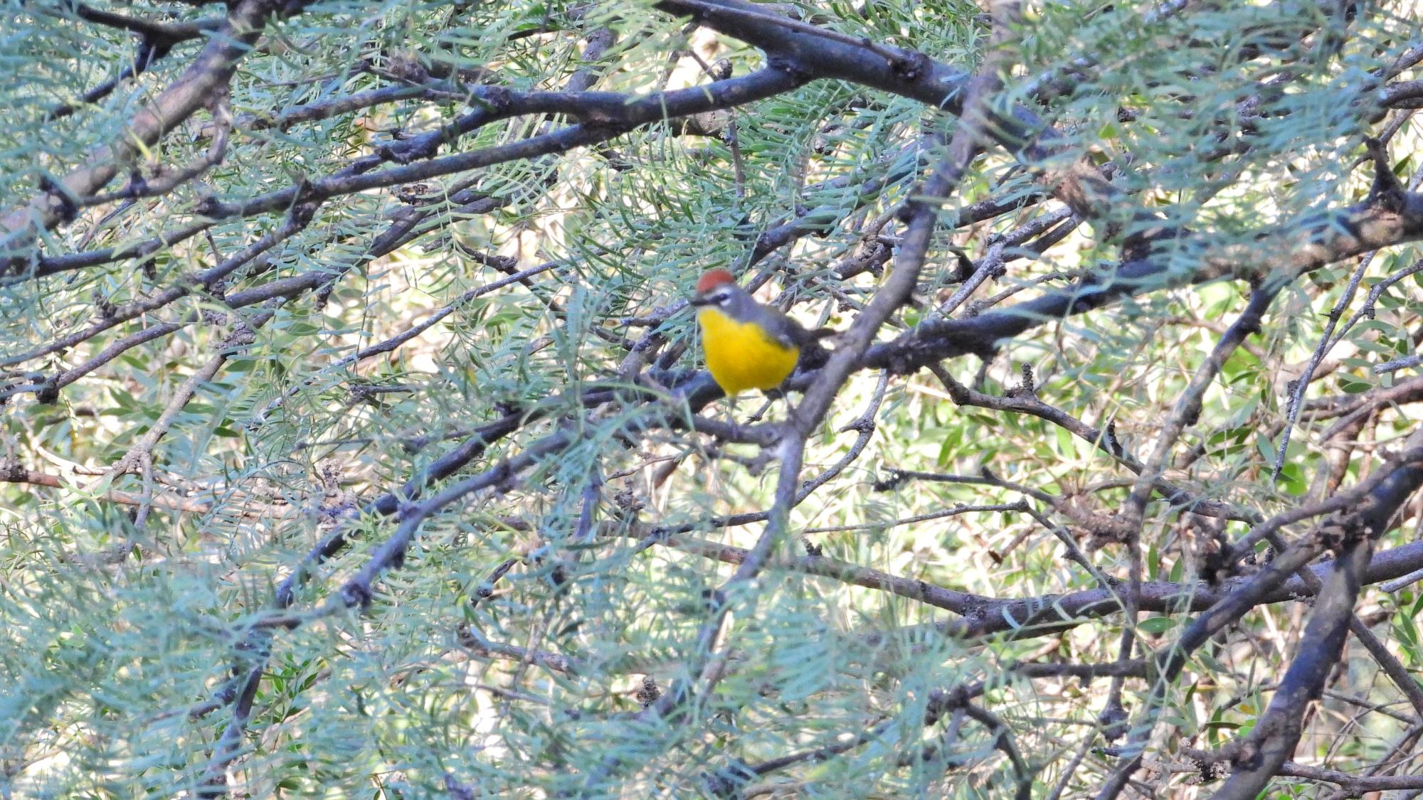 Foto Arañero Corona Rojiza