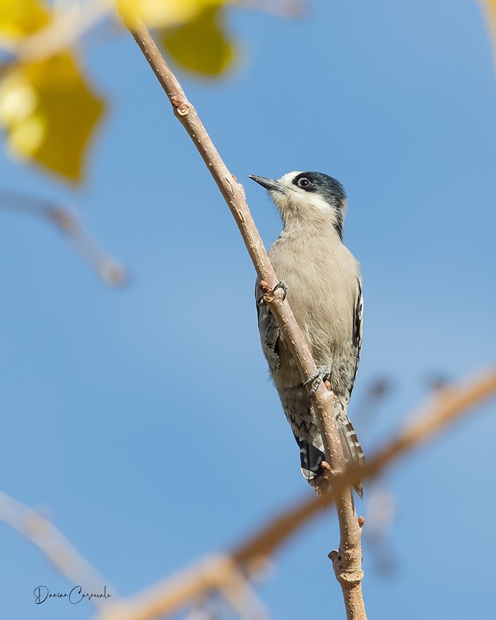 Pica-pau-de-testa-branca (Melanerpes cactorum)
