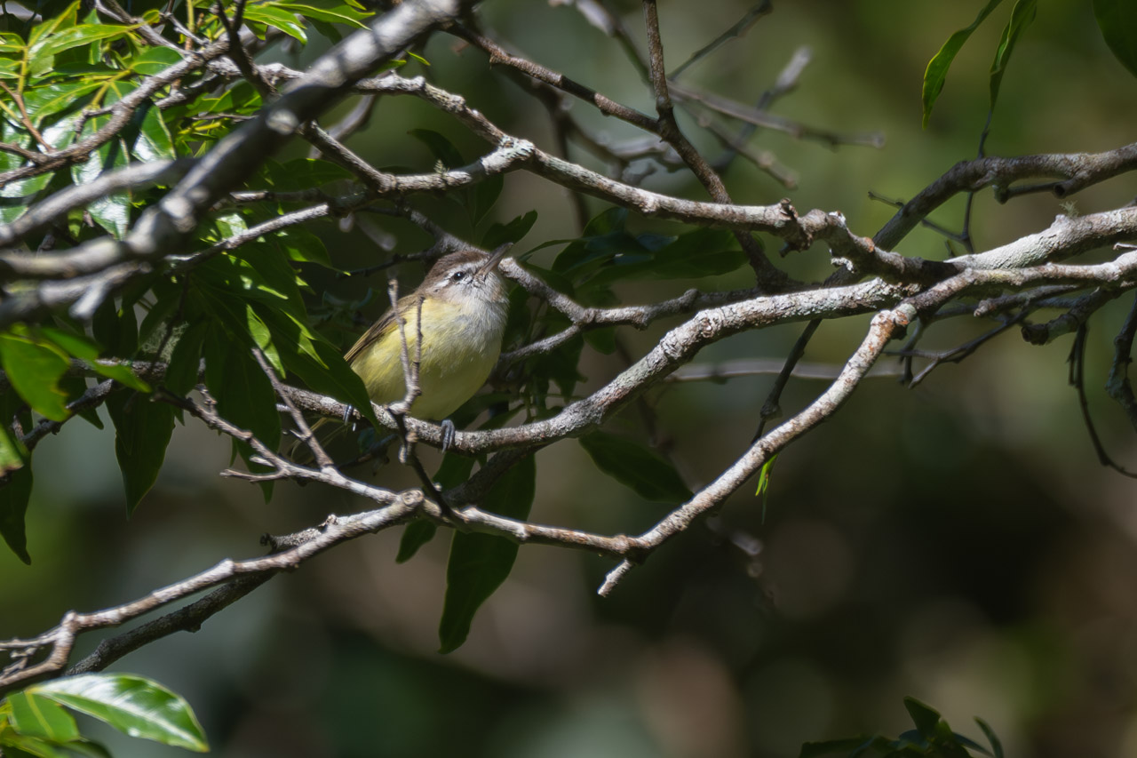 Foto Vireo Coronipardo