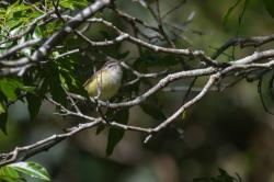 Foto Vireo Coronipardo