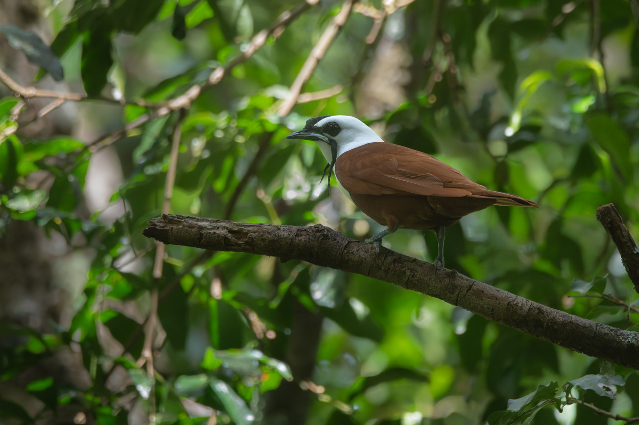 Photo Pájaro Campana Centroamericano