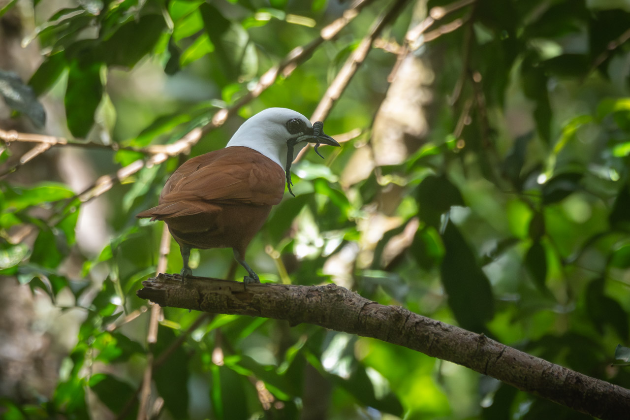 Photo Pájaro Campana Centroamericano