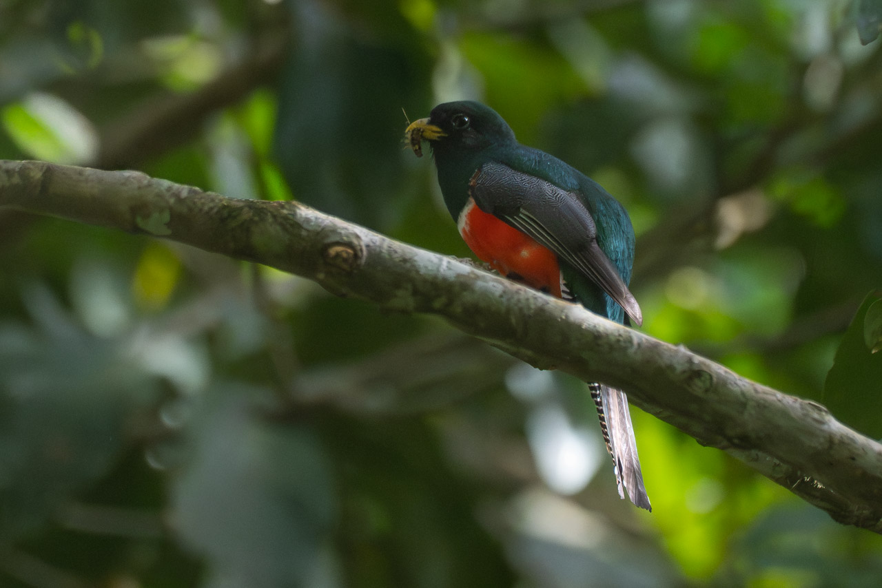 Photo Trogon Collarejo